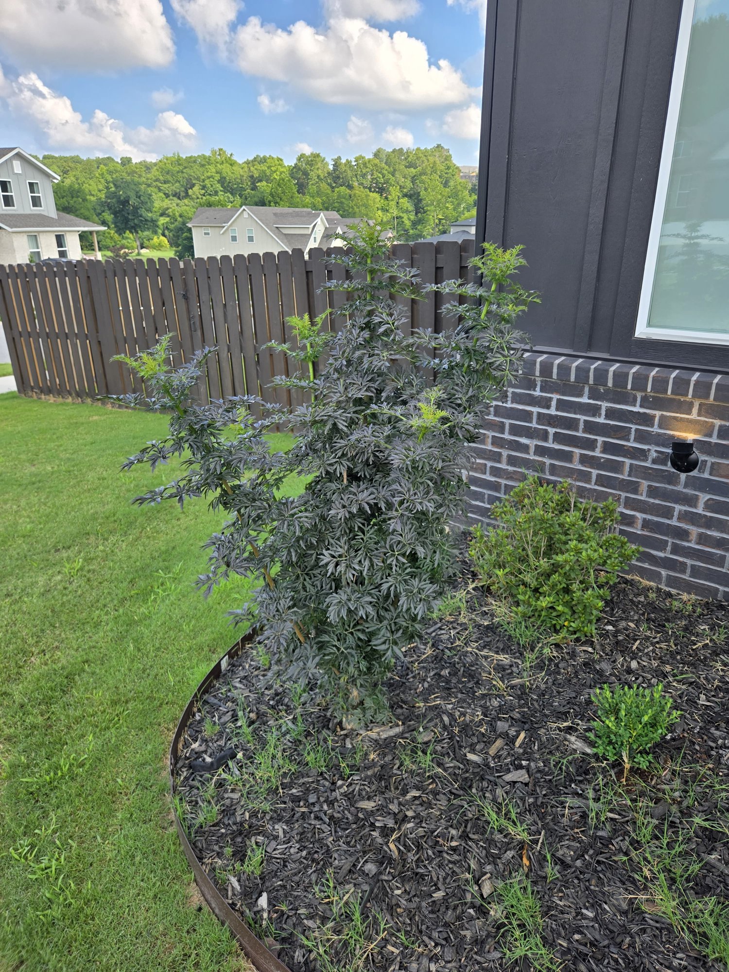 A large, thriving elderberry shrub with lacy dark foliage growing against the house in the old subdivision yard