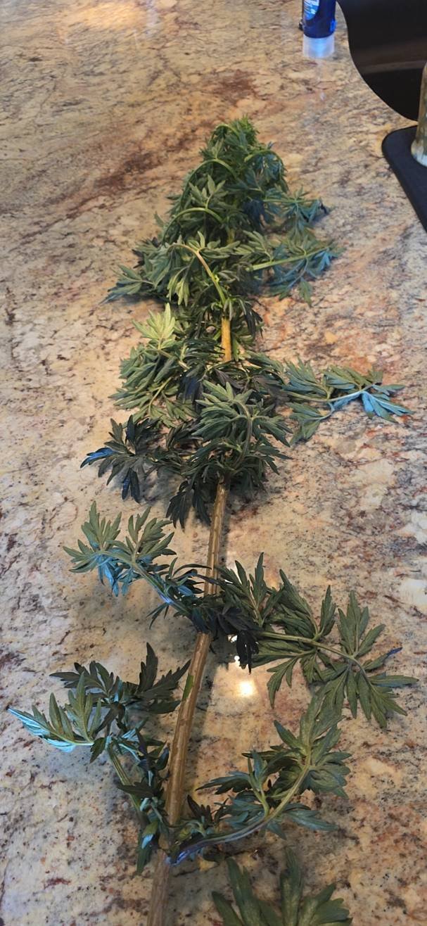 A long leafy elderberry branch laid across a granite kitchen counter before being cut into propagation cuttings