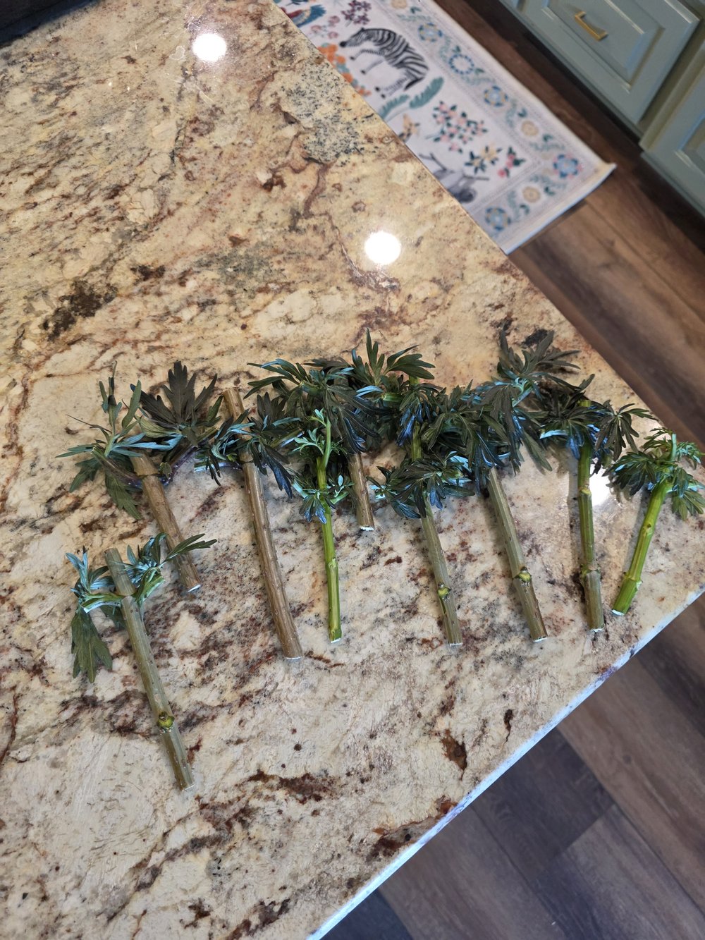A row of leafy elderberry cuttings lined up on the kitchen counter, ready to pot