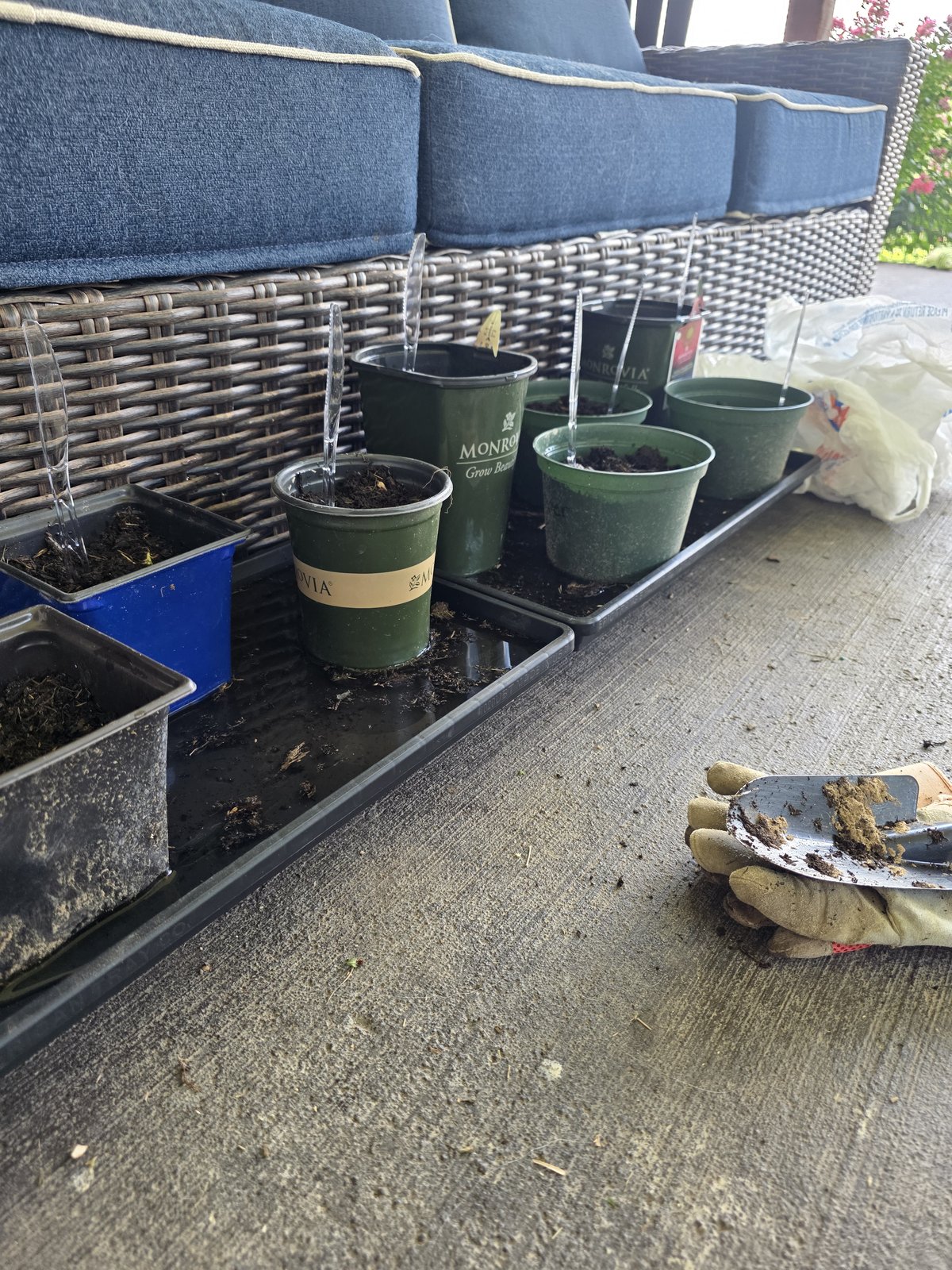 Elderberry cuttings potted into an assortment of nursery pots and cups lined up on the porch