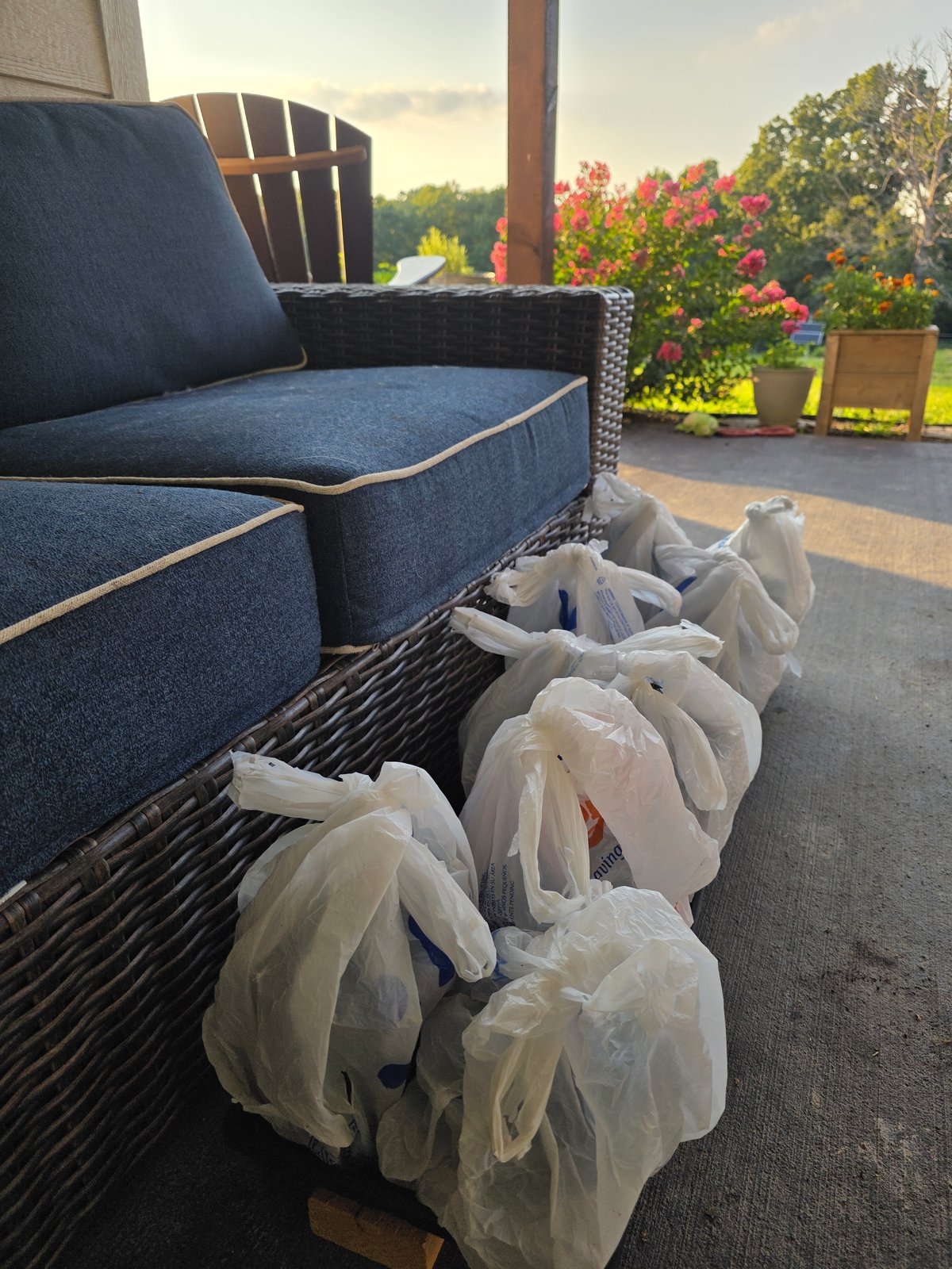 Potted elderberry cuttings covered with white plastic grocery bags on the porch to hold in humidity
