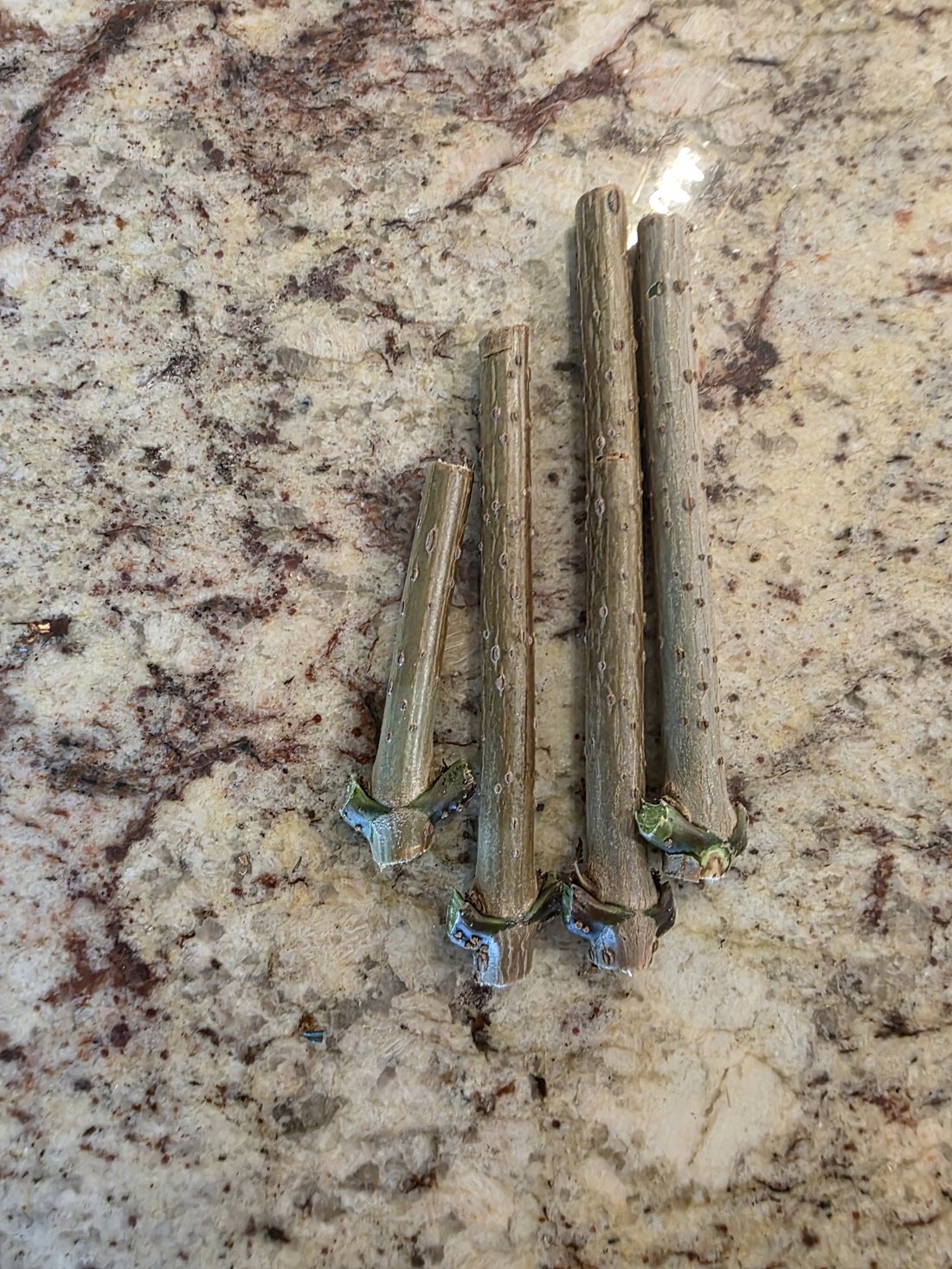 Four bare elderberry stem cuttings resting on the counter, set aside for the crisper drawer