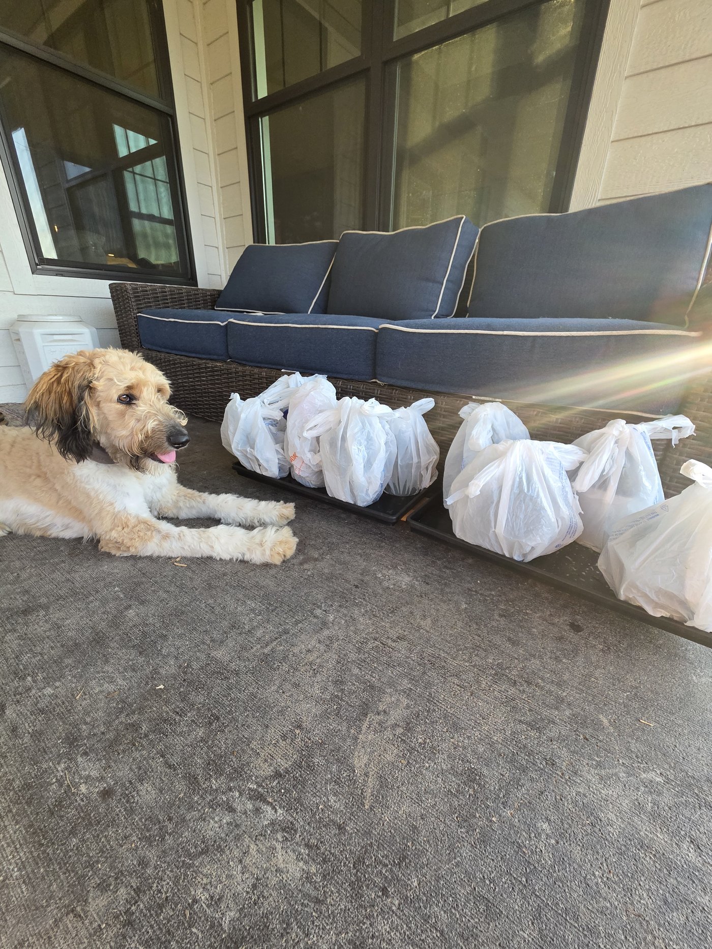 A goldendoodle lying on the porch beside trays of bagged elderberry pots, supervising the operation