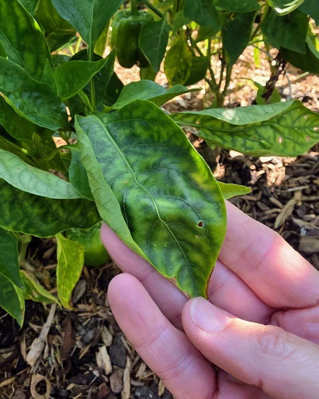 A hand holding a pepper leaf showing the dark, blotchy mottling of mosaic virus