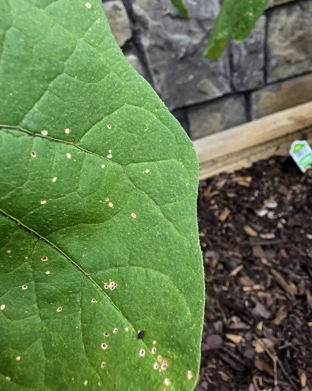 A garden leaf riddled with pale, ringed lesions from pest and disease damage