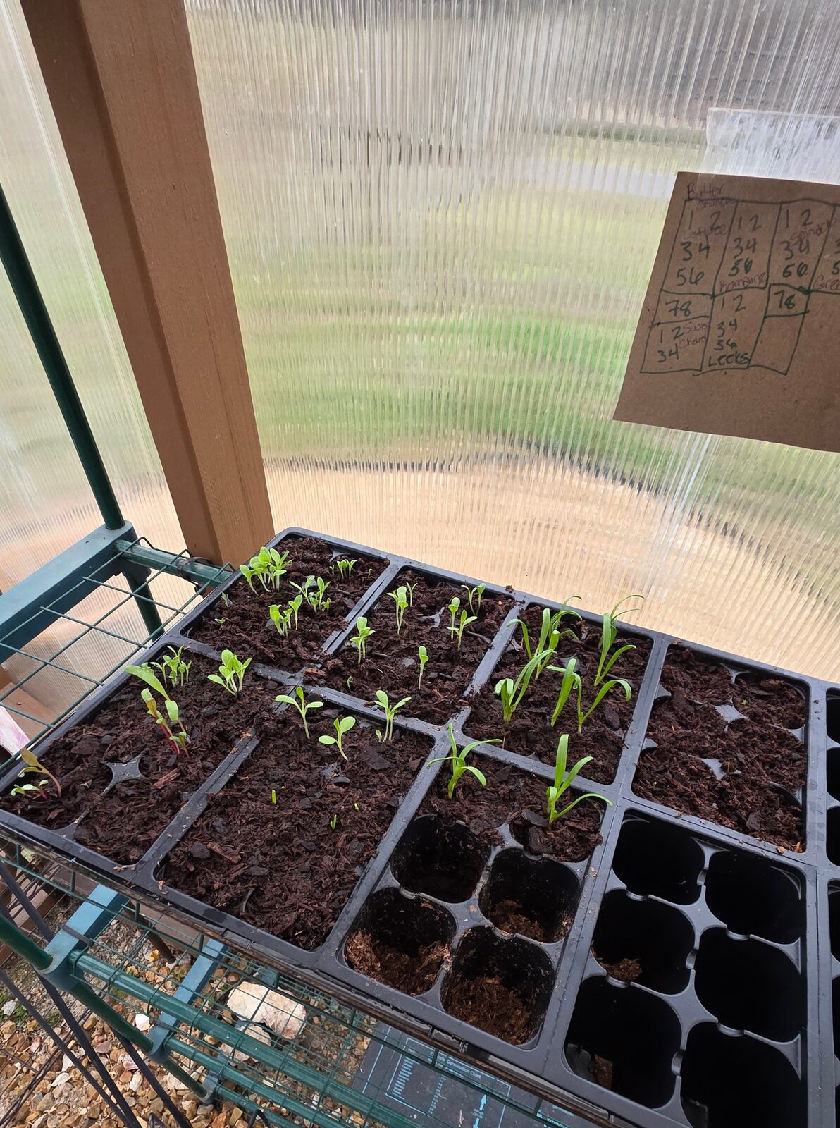 Trays of tiny seedlings sprouting in the greenhouse in early spring, with a hand-drawn planting map taped to the wall