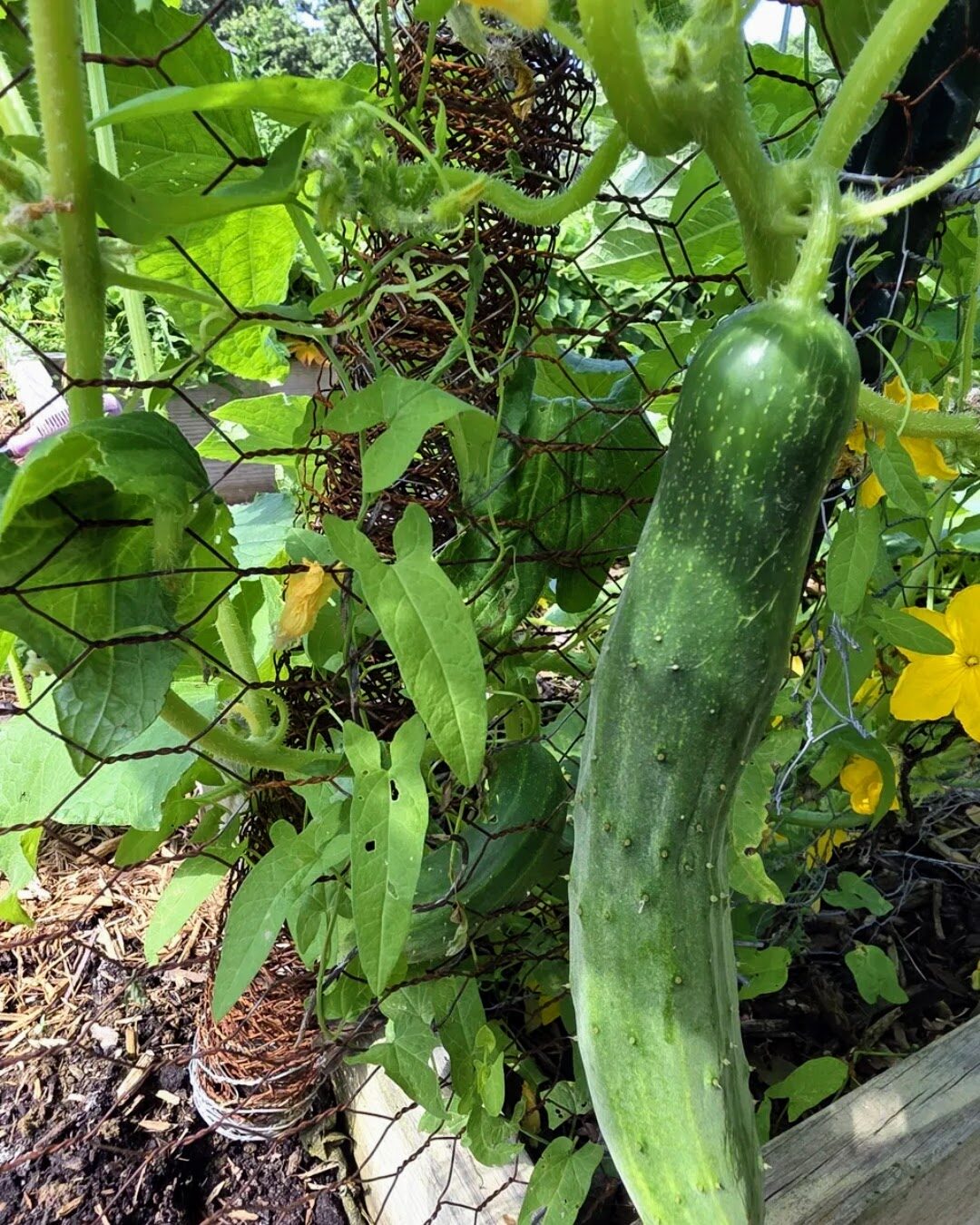A cucumber hanging on the vine beside a bright yellow blossom, climbing a garden trellis
