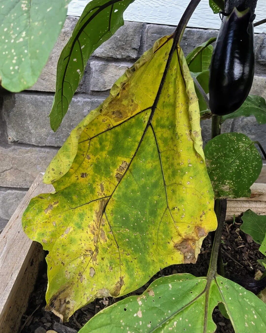 A yellowing, spotted eggplant leaf next to a glossy dark eggplant fruit on the plant