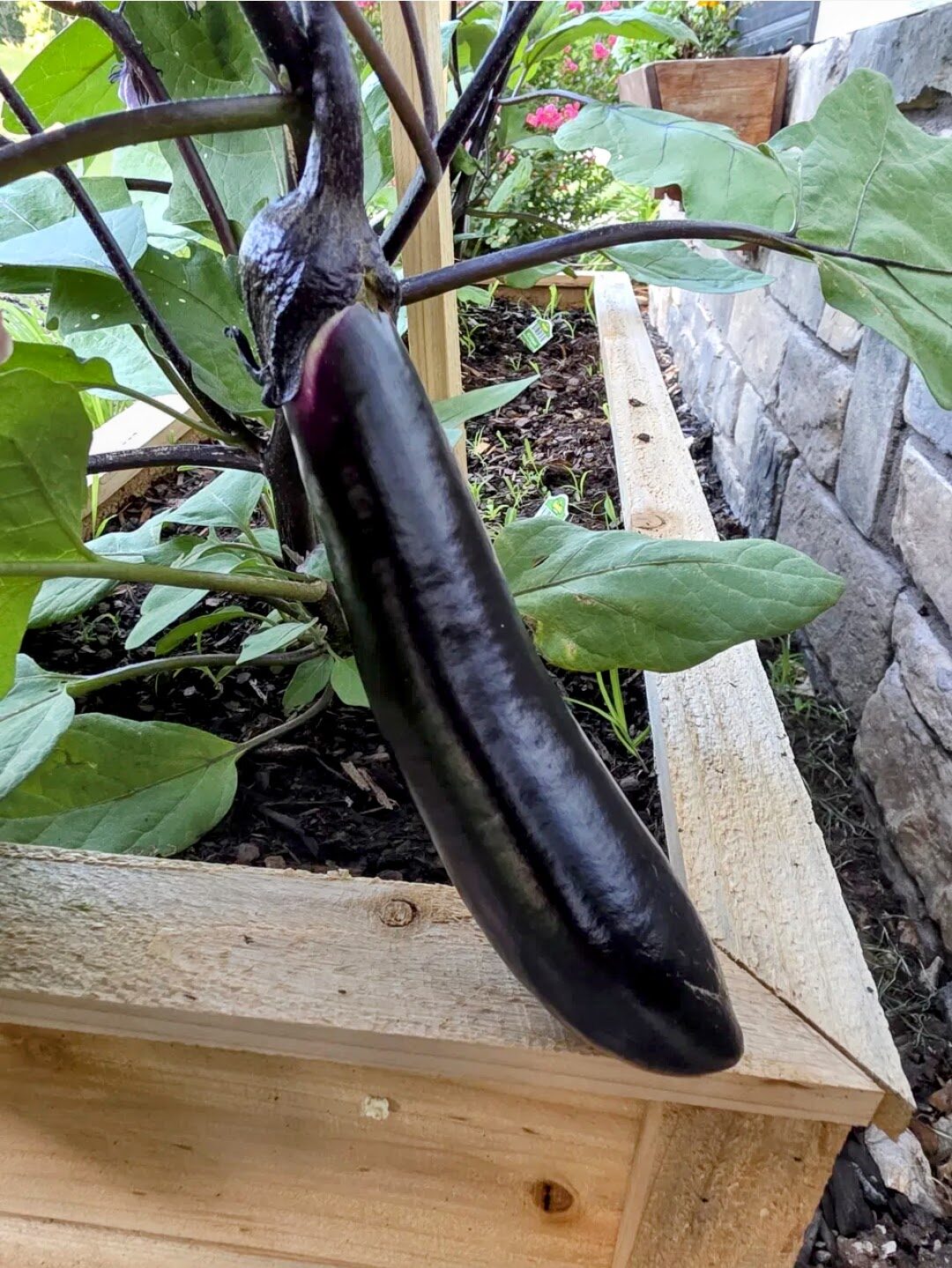 A large, glossy deep-purple eggplant hanging ripe on the plant in a raised bed