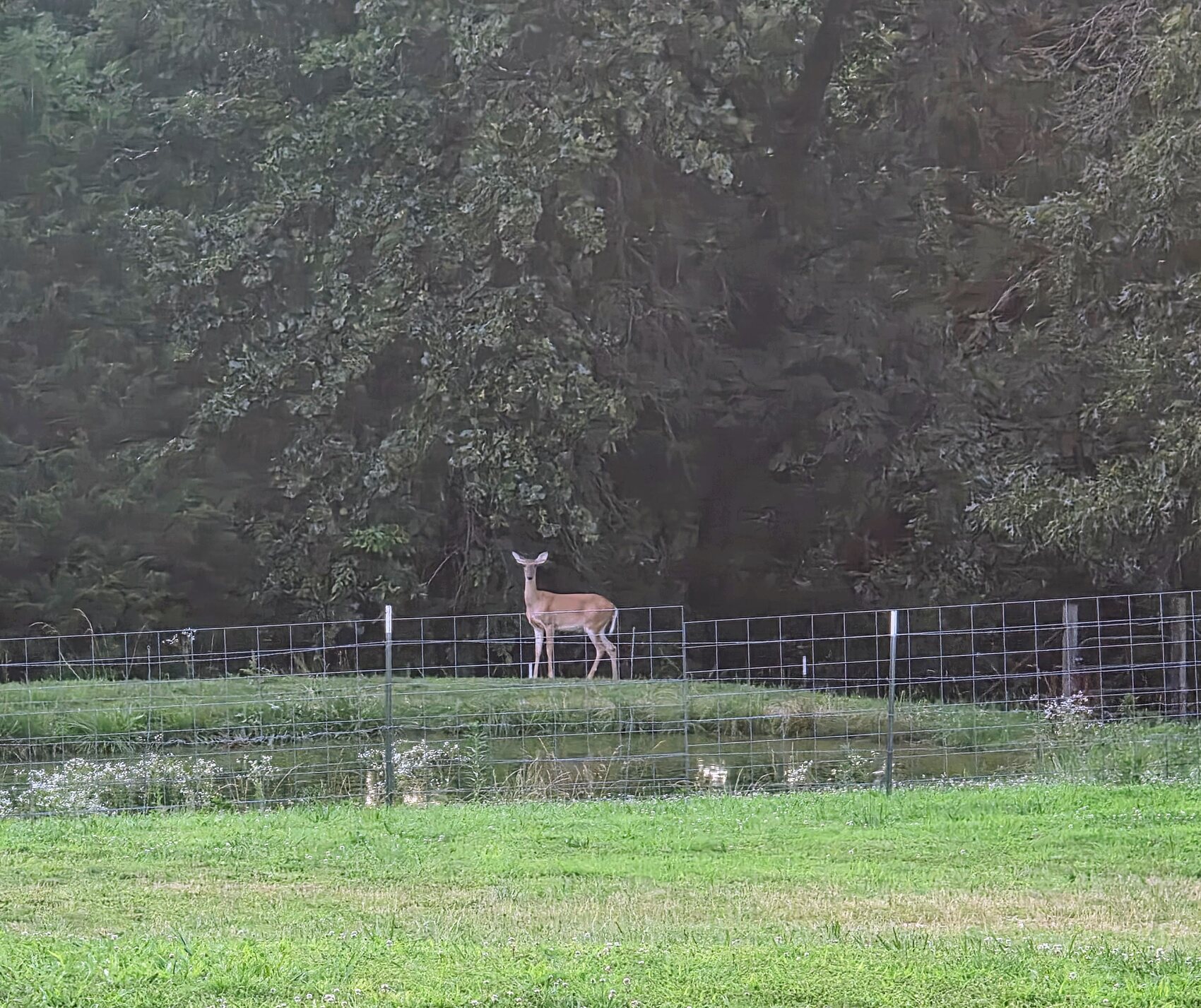 A deer standing calmly at the fence line of a Missouri homestead