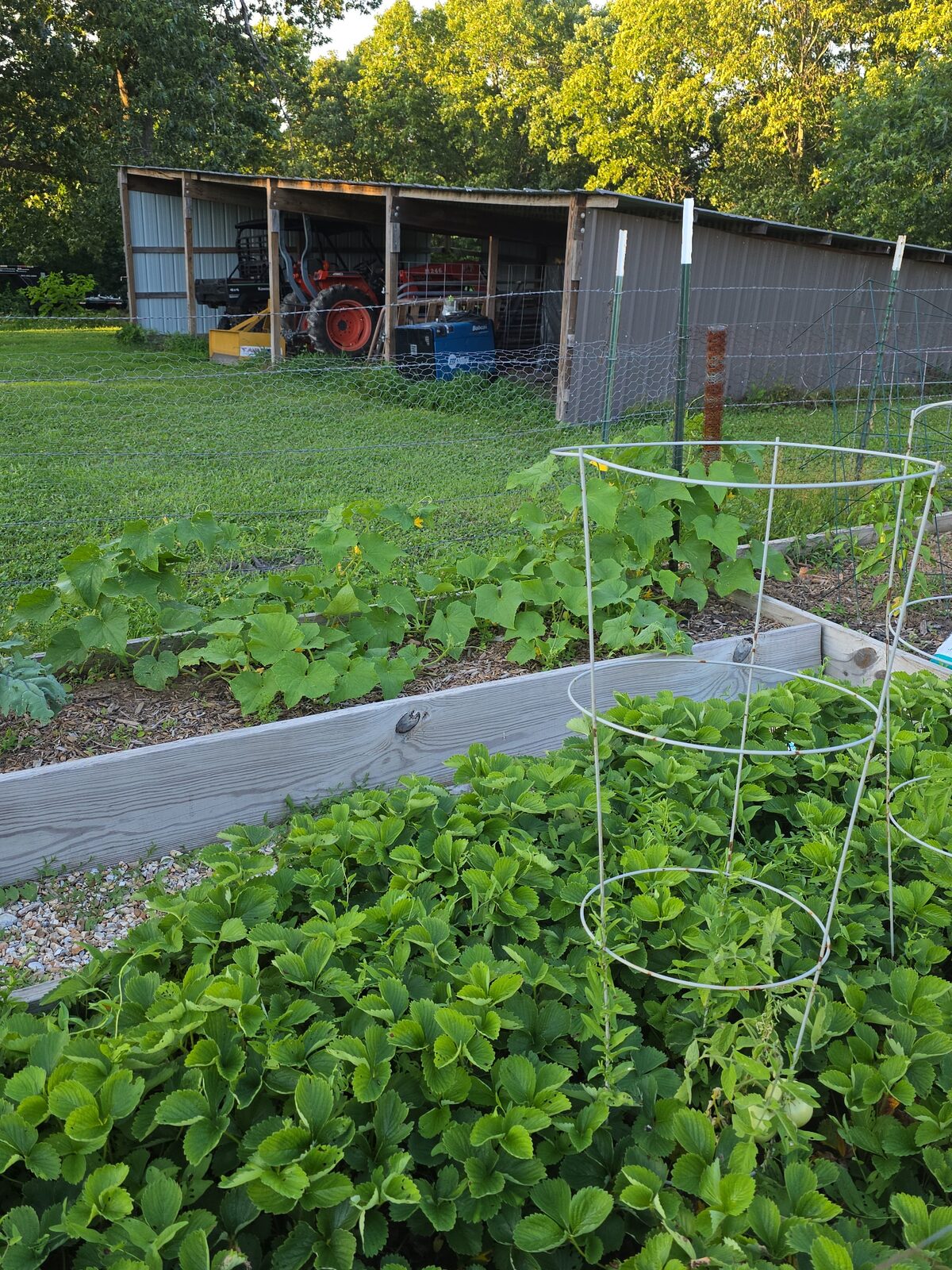 Overflowing strawberry bed and climbing cucumber vines with a barn and tractor in the background