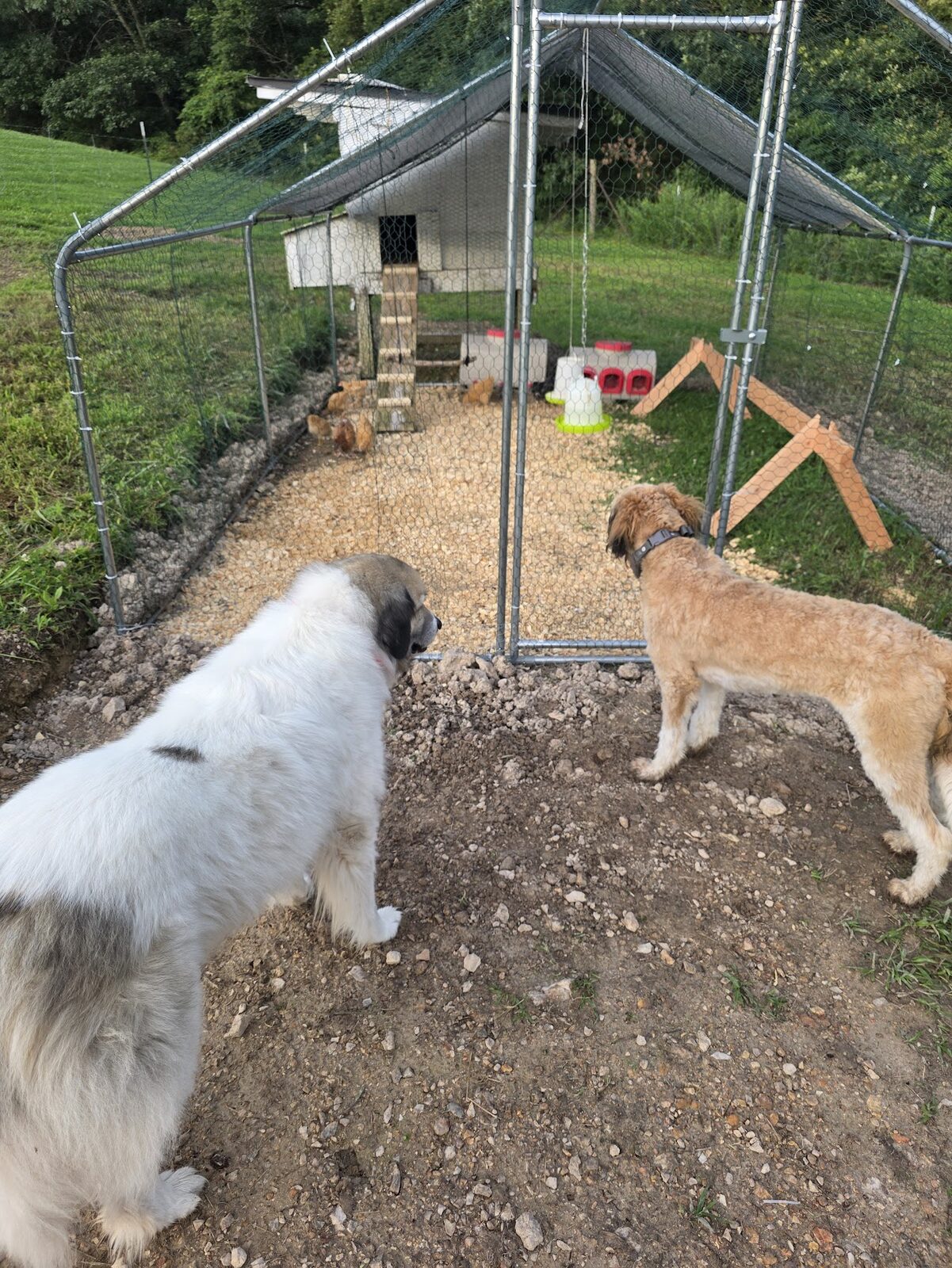 Two farm dogs supervising the chicken run on the new homestead