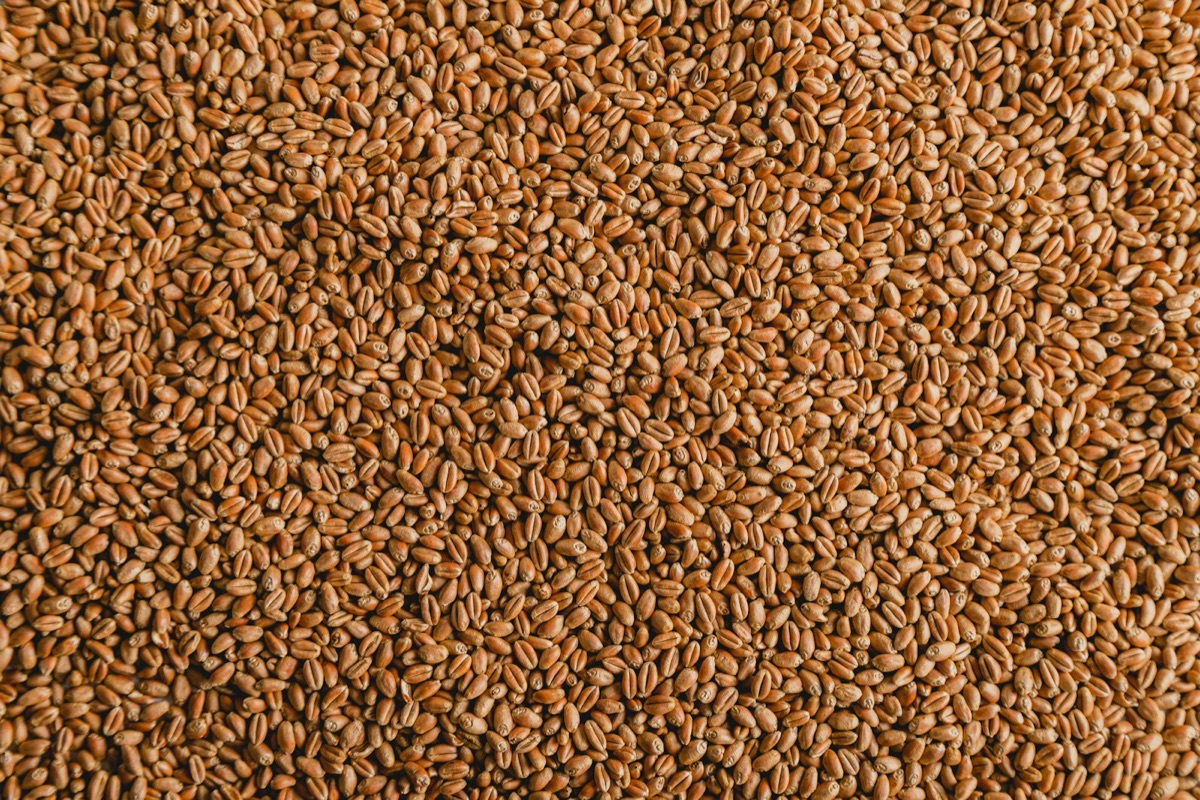 A close-up of ground seeds