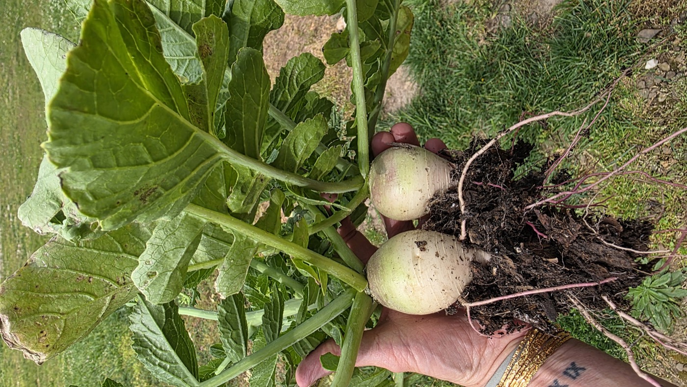 Ashley holding freshly harvested watermelon radishes from her garden in Northwest Arkansas