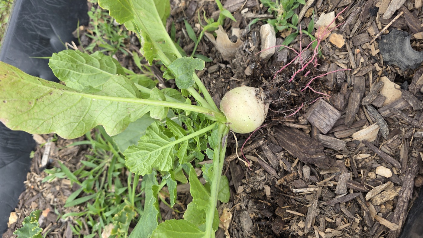 Watermelon radishes growing in a raised garden bed, pale green globes barely visible through the mulch